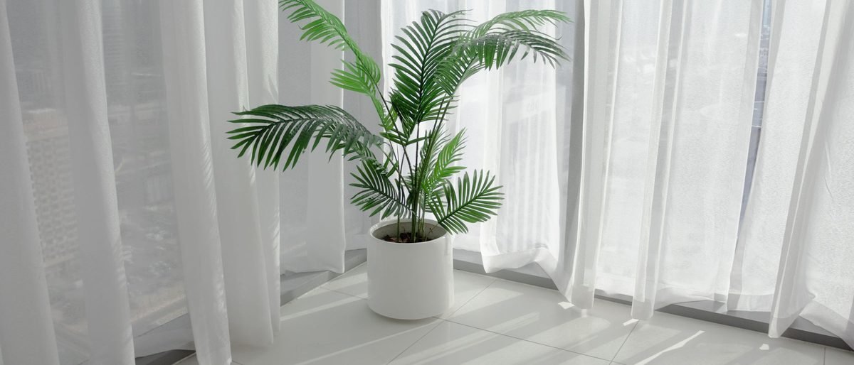 Freshly washed white curtains beside a palm in a bright room